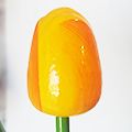 жълто-оранжево жълто-оранжево
